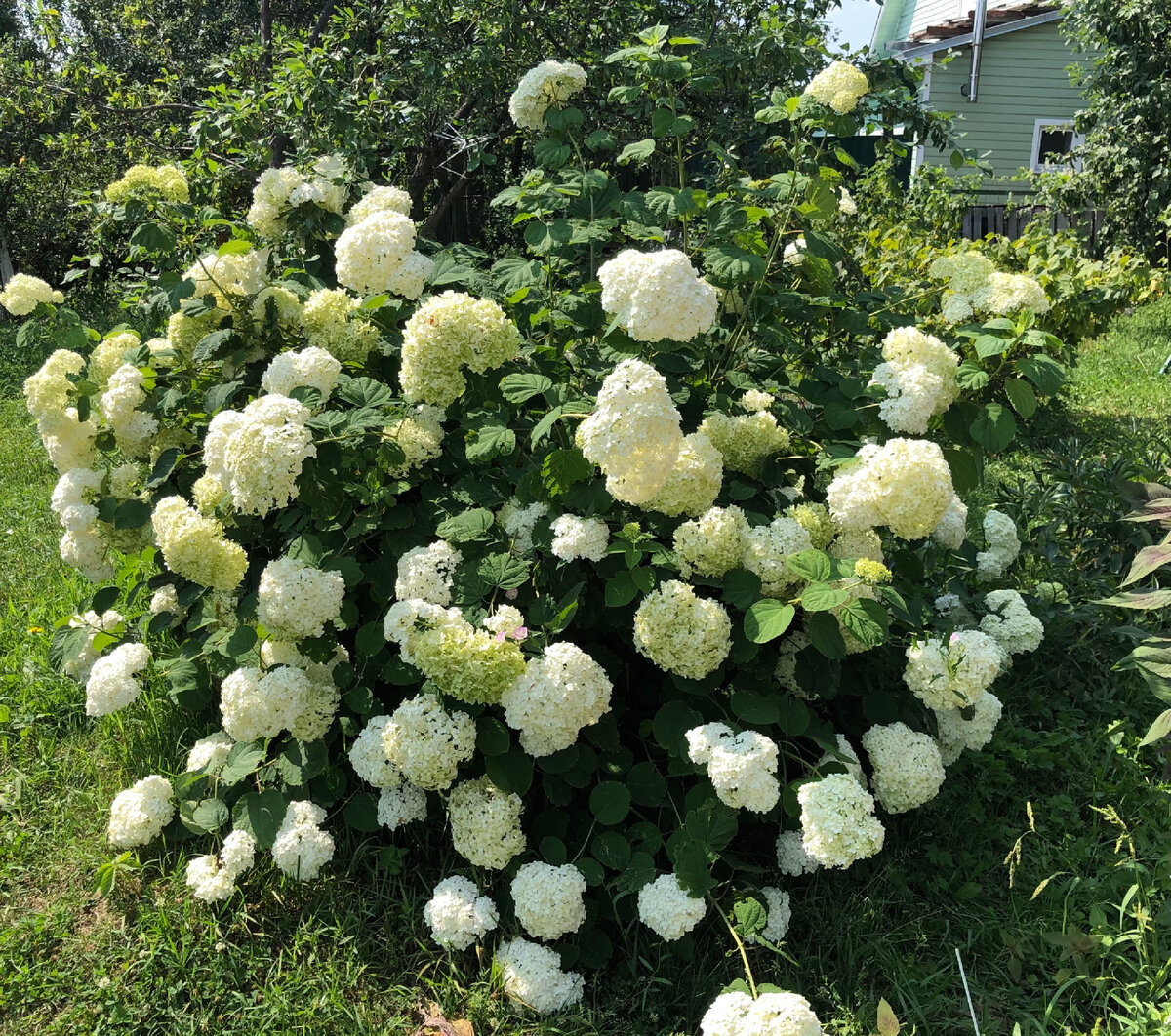 Гортензии осенней посадки. Что я получила из Garden Plants. | Симфония роз  | Дзен