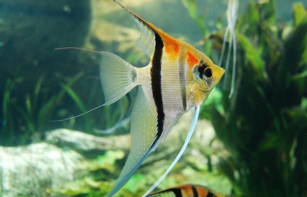 Скалярии – красивые и элегантные цихлиды