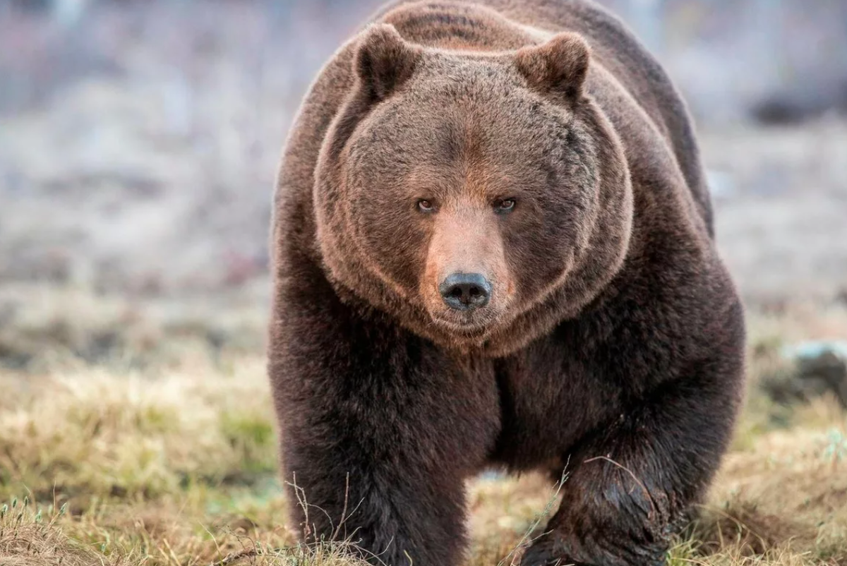 Красивый медведь: подборка картинок