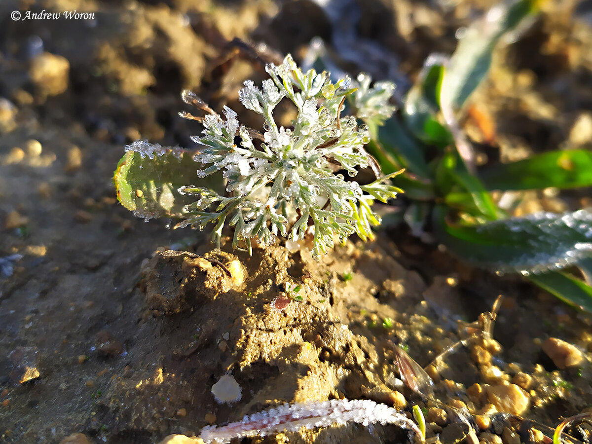 Иней тает на солнце и на травинках появляются капли росы