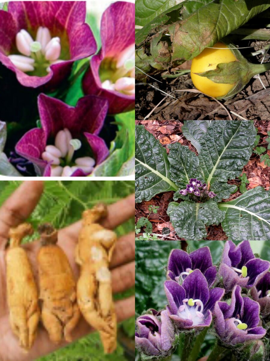 Фотоколлаж автора статьи