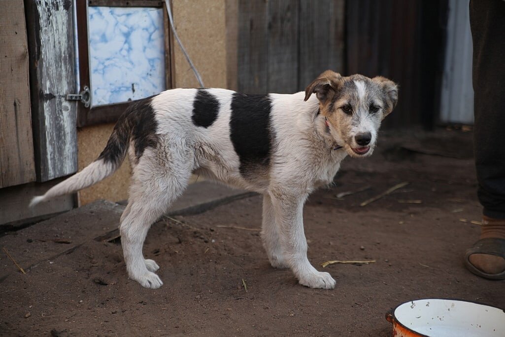 кот и пес территория надежды дзен
