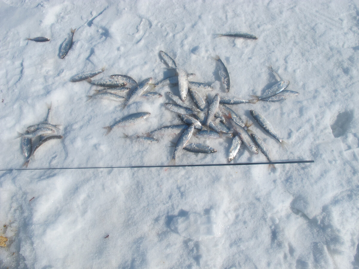 Вес 2 грамма, а если оставить 1 последнее звено, то меньше грамма!