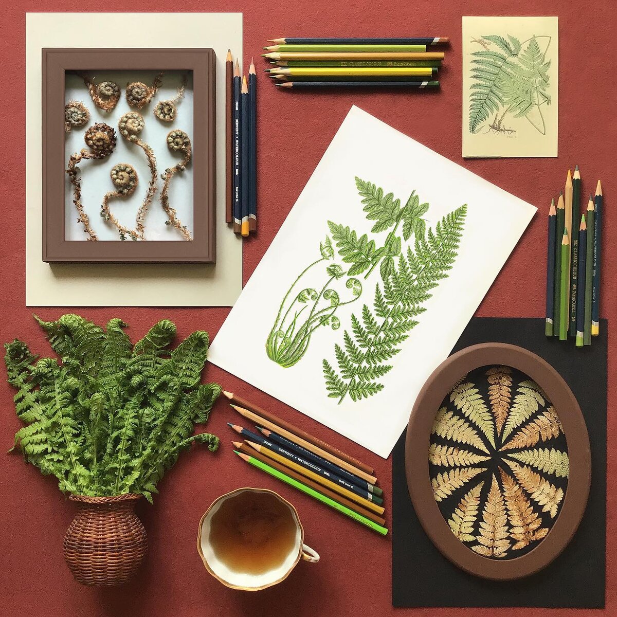 Папоротник. Композиция от Ирины Шавриной (Философия Гербария)