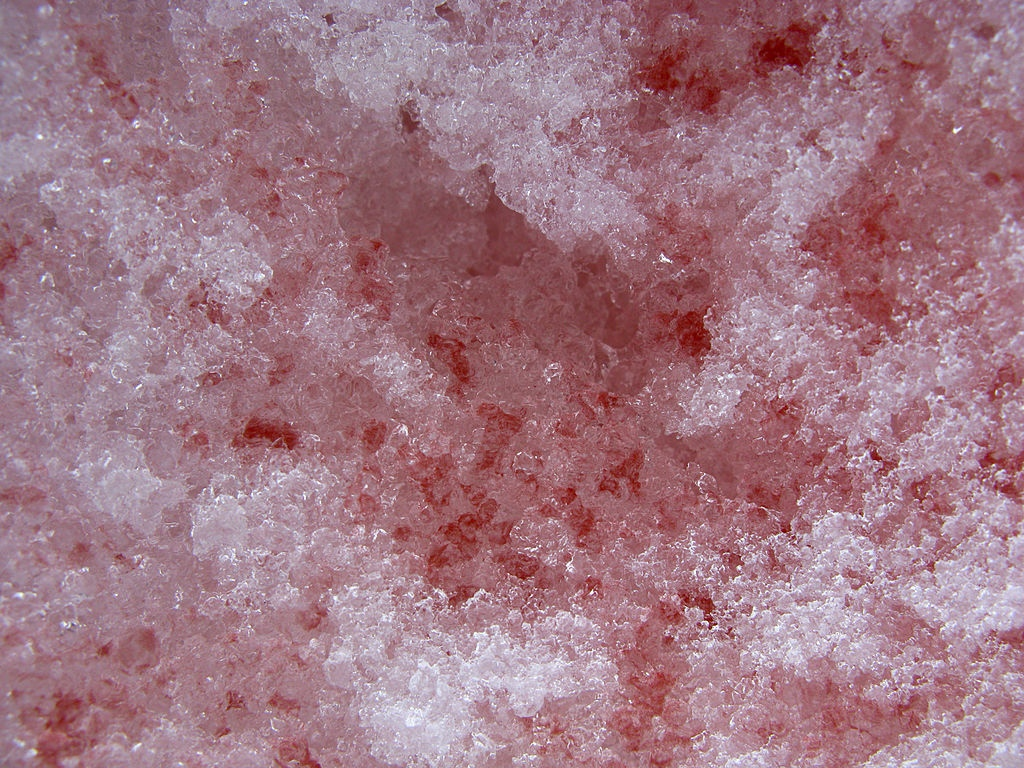 Красный снег хламидомонада. Chlamydomonas nivalis. Красная Снежная хламидомонада. Красный снег и Снежная хламидомонада. Выпал розовый снег