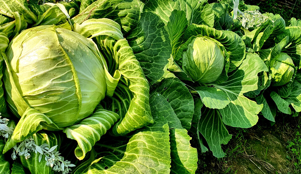 В этом году первый раз в жизни выращивала капусту. В восторге! Просто зеленые розы!