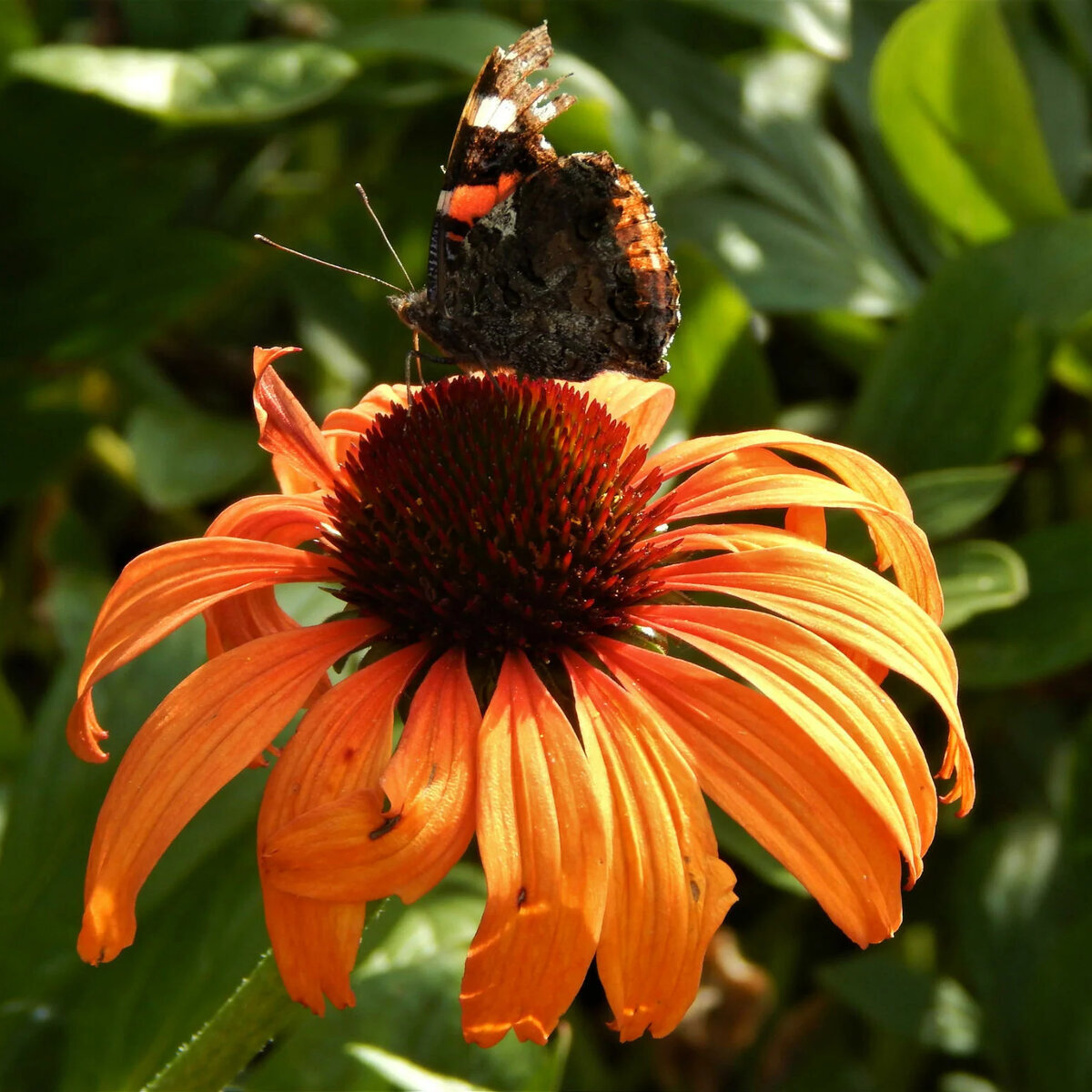 эхинацея Кайена Спирит. Фото автора. Первая многолетняя Эхинацея, цветущая в год посева! 
Удостоена золотой медали Флеро Селект в 2012 году за прорыв в селекционной деятельности. Высота растения 30-40 см Окраска цветков оранжевая, кремовая, желтая, красная
Прорастание: 20-25 дней при 18-22°С
Рассада: 6 недель при 18-22°С
Высадка в открытый грунт: май-июнь
Начало цветения: июль