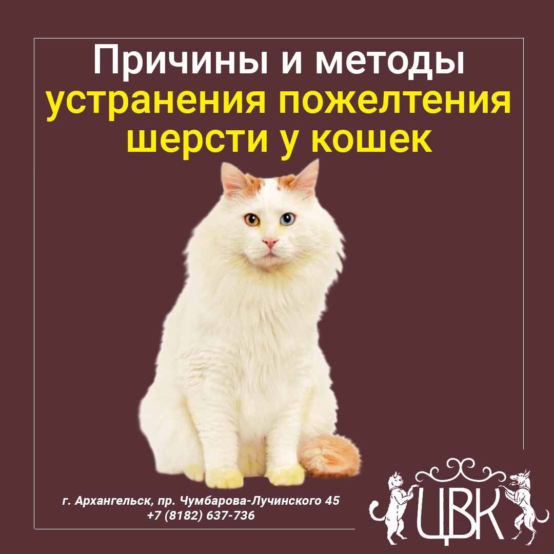 Причины и методы устранения пожелтения шерсти у кошек