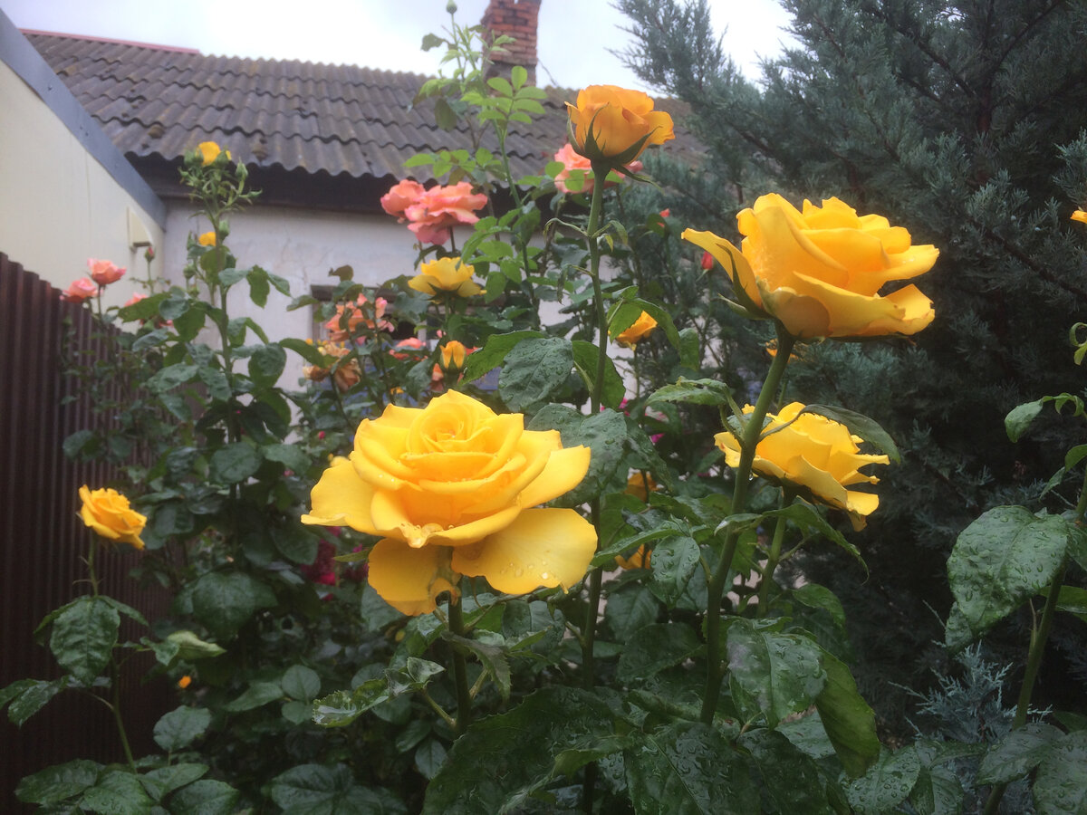 Розы возле магазина "Советский"