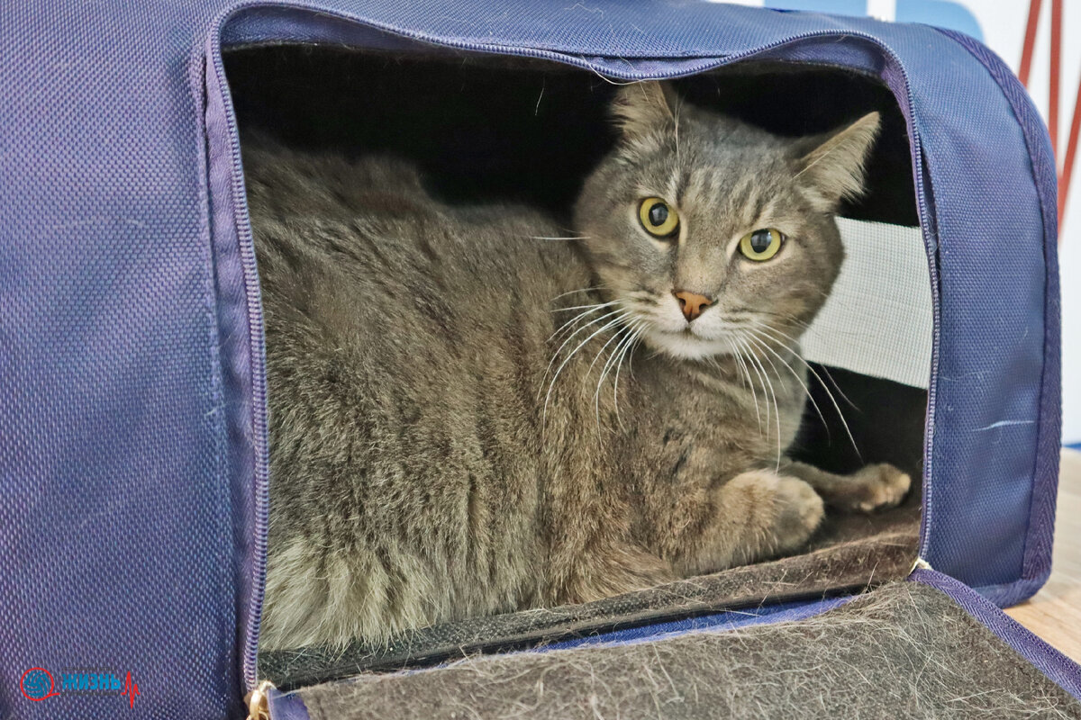 Кот Томас после операции