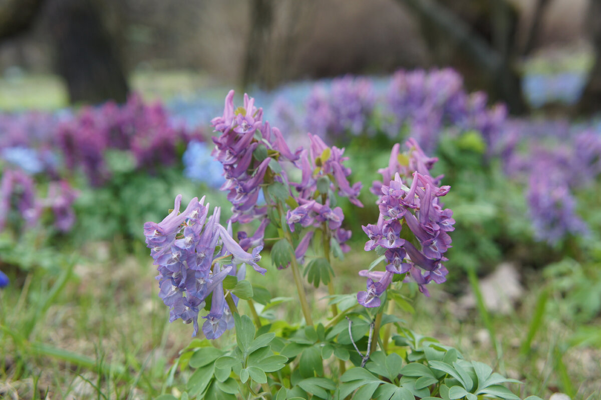 В саду цветут хохлатки. Вход в парк-дендрарий 250 руб., в оранжереи — 500 руб.