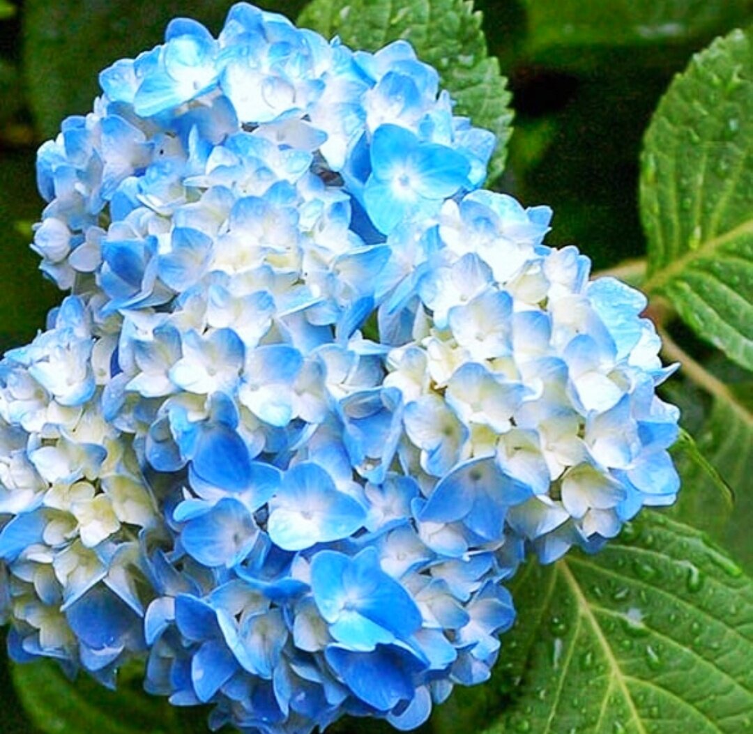 Самое трудное при выращивании крупнолистных гортензий - это сохранение прошлогодних побегов (на которых и цветут они), в течение долгой и суровой зимы, не только без вымерзания, но и без выпревания.