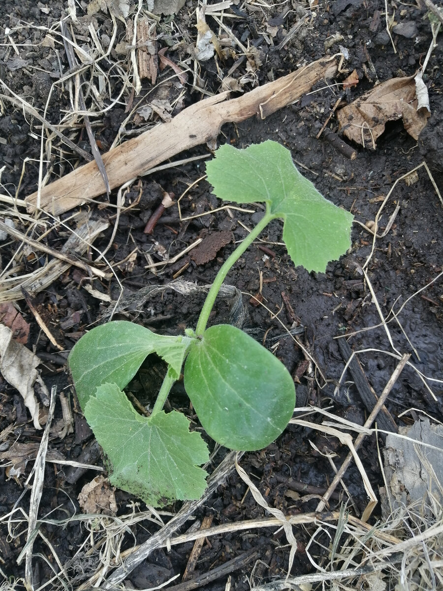 1 неделя в открытом грунте, Западная Сибирь 19 мая
