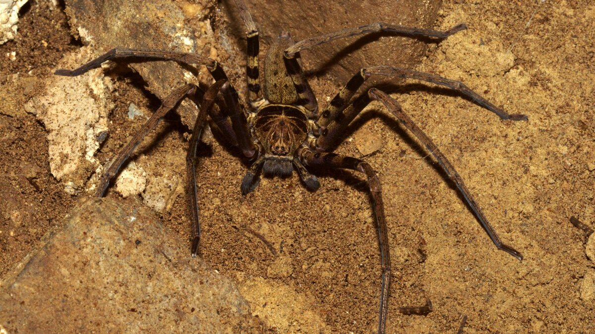 Гигантский паук-охотник (heteropoda maxima)
