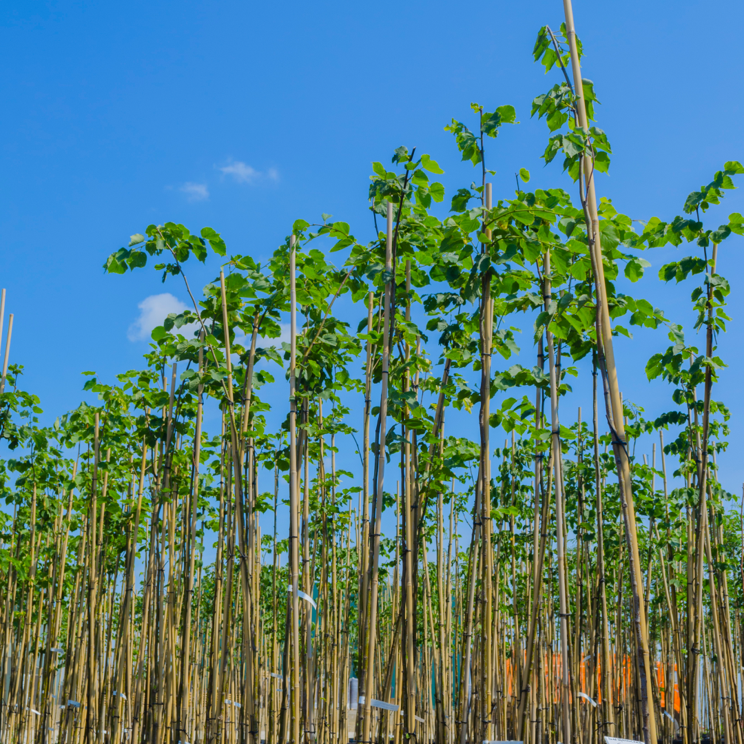Питомник растений "Венев"