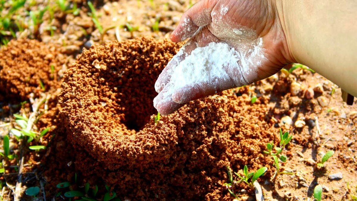 Как вывести муравьев народными средствами. Пшено от муравьев на огороде. Борьба с муравьями на огороде. Муравьи как избавиться в огороде. Как избавиться от муравьев на участке самый эффективный способ.