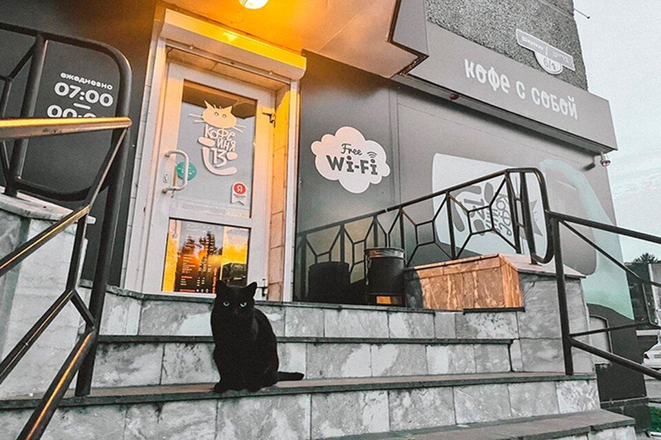     Кот пришел на крыльцо кофейни Фото: предоставлено «КП» - Хабаровск»
