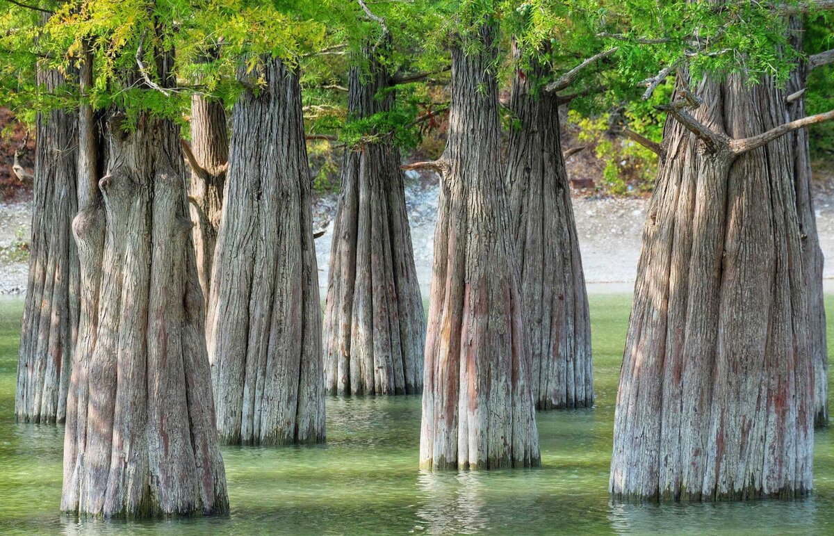 Кипарисы в воде