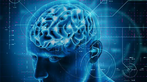 Мозг человека