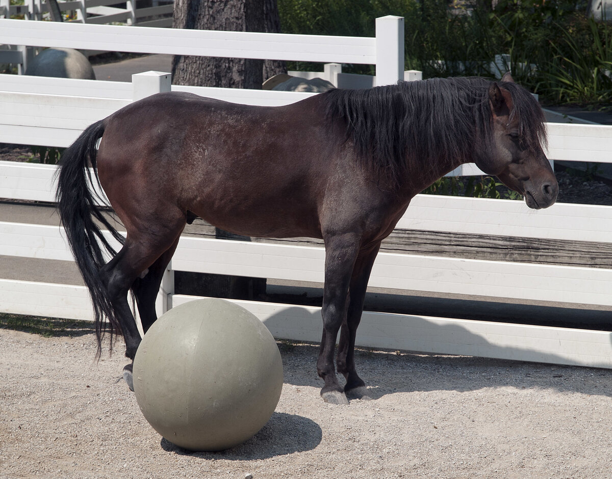Мы упомянули выше, что Луиз Фируз занималась разведением каспийских лошадей. Но это оказалось совсем непросто, так как у кобылок отсутствует овуляция в течении всего года после родов.