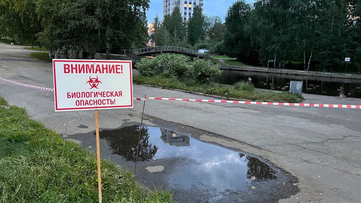     Об этом заявила и. о. министра сельского и рыбного хозяйства Карелии Ольга Палкина. Вопрос обсудили на планерке в мэрии Петрозаводска.