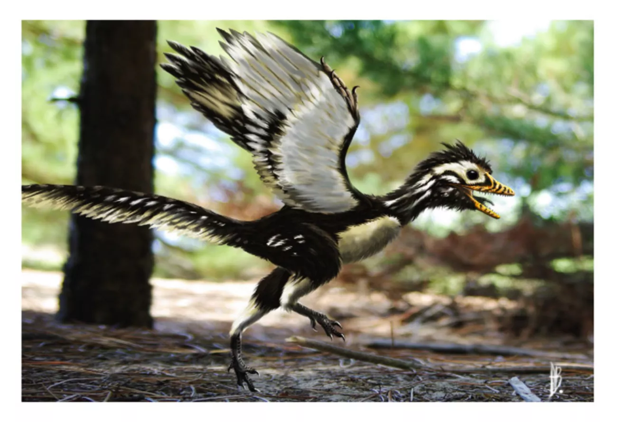 Archaeopteryx: полудинозавр, полуптица. (Alain Beneteau). Изображение с сайта thoughtco.com