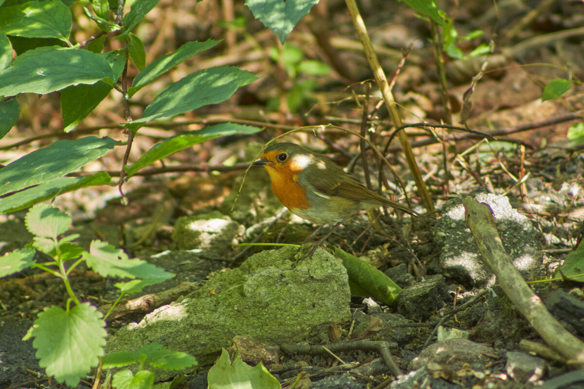Взрослая зарянка