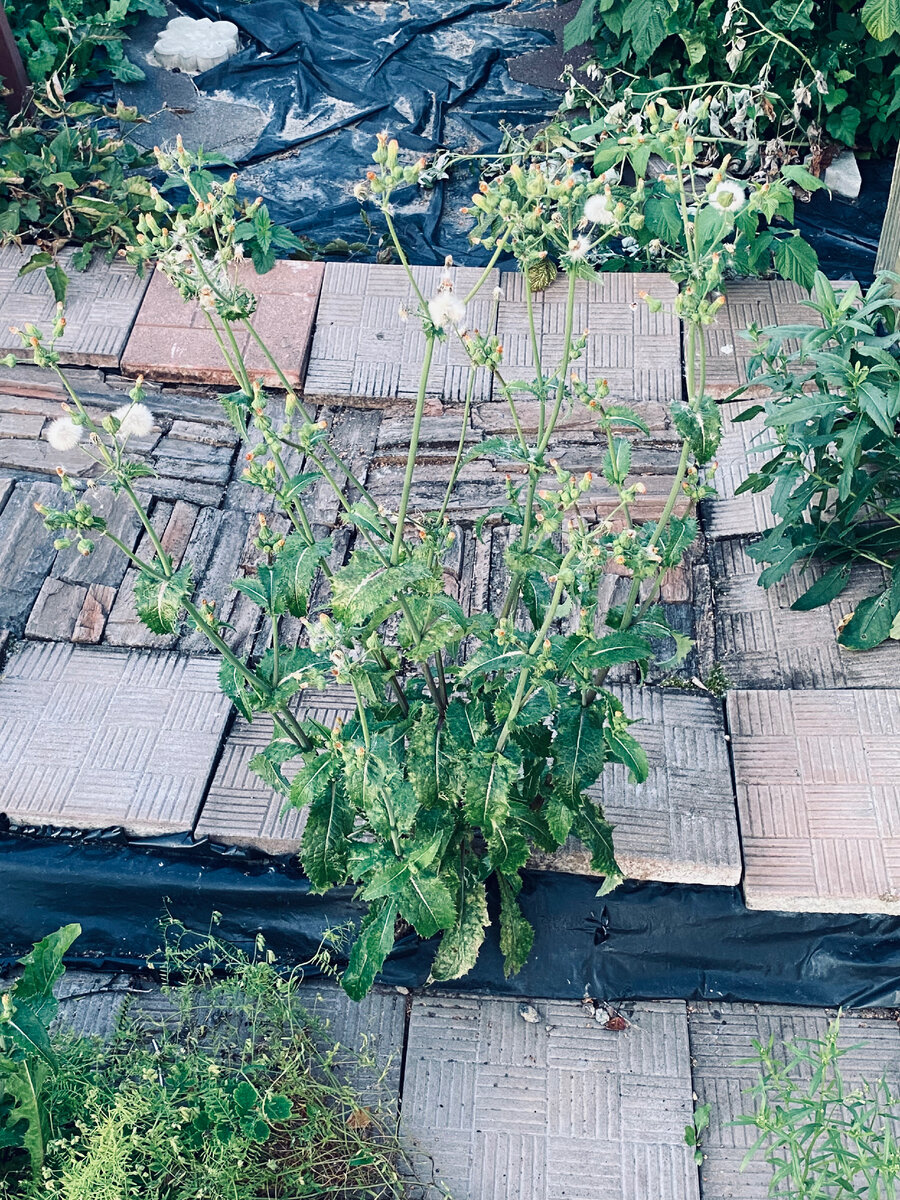 Знакомьтесь - молочай! Везде фото автора.