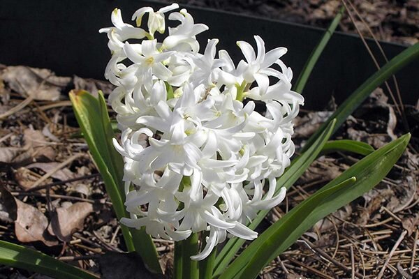 Гиацинт White Pearl 3 шт/уп. купить за 390 р. в садовом центре АСТ Медовое