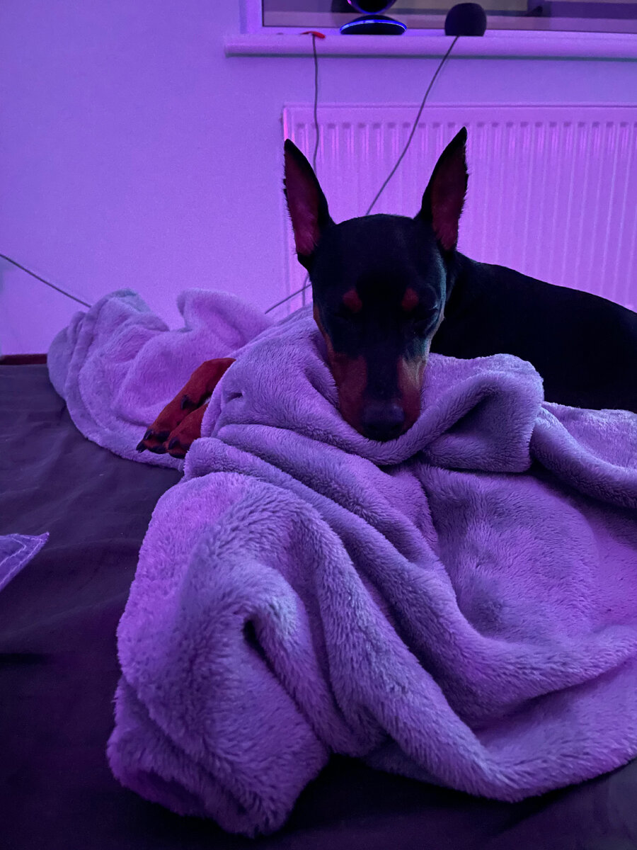 Битси мгновенно уснула, как только пришла домой