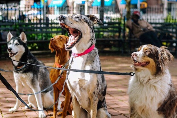 Собаки умеют дружит друг с другом. Но этому их должен научить человек