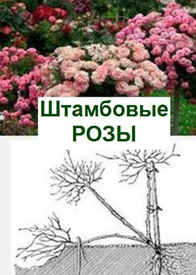посадка штамбовых роз