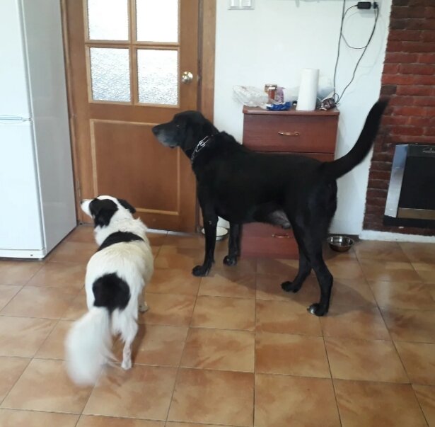 Тот, что большой, — Барт, белая пятнистая с шикарным хвостом — наша Лерчик (уже на Радуге, увы)