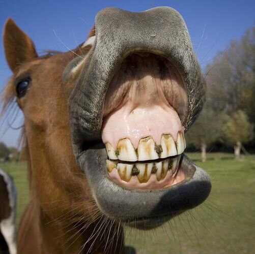 Поговорка в зубы не смотрят. Дарёному коню в зубы не смотрят. Зуб дареного коня. Дареному коню в зубы нес. Дареный конь.