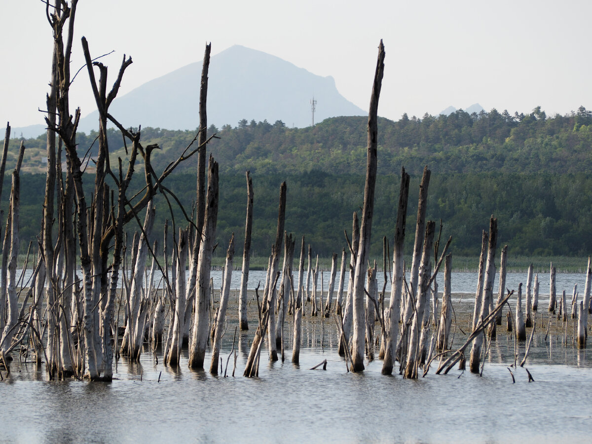 Высохшие деревья придают особую атмосферу. На фоне - Вершина горы Бештау.