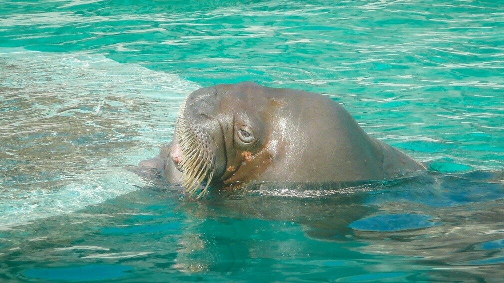     Зверь выгнал купальщиков из воды на берег.