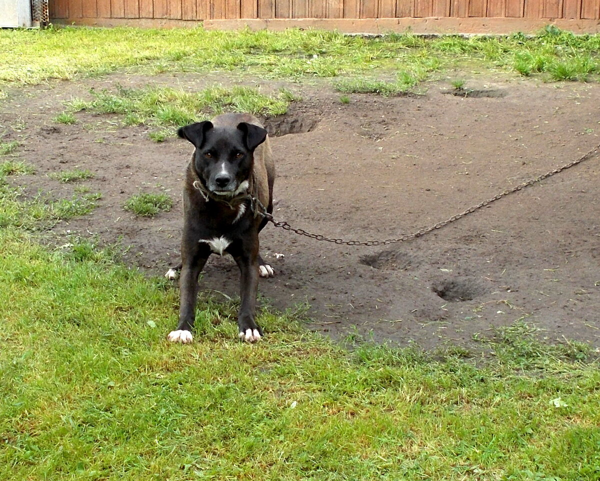 Бача ямокоп.