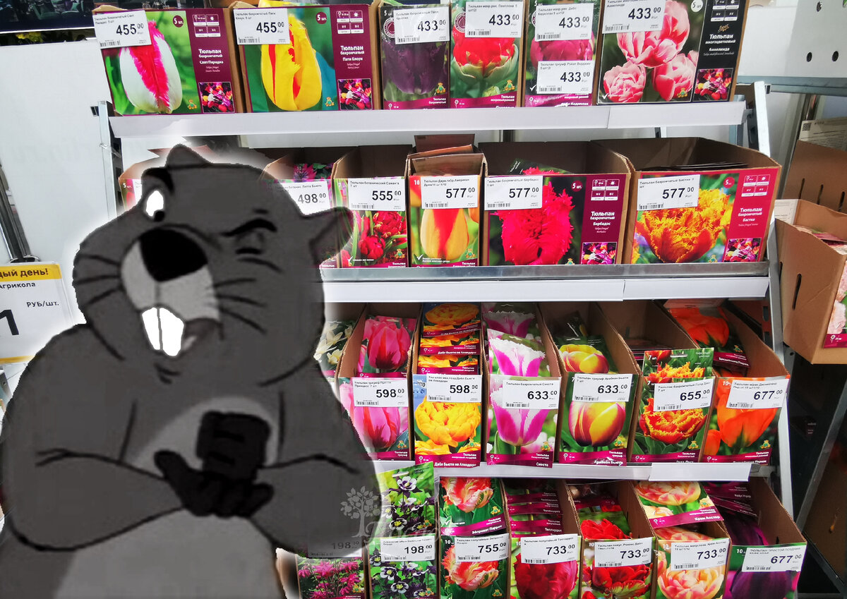 Друзья! Купите тюльпанчиков. На прокорм мне и детям малым!