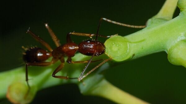    CC BY-SA 2.0 / Nicolas Lannuzel /