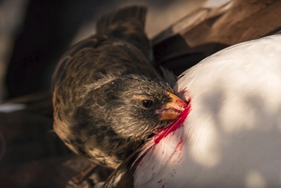Вампиры существуют не только в кино, но и в реальной жизни среди различных существ. Некоторые из них вас не слабо удивят. Представляю вам 5-ку настоящих животных "вампиров". Приятного просмотра.