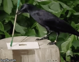 В данном случае ворон сделал некий крючочек, чтобы выловить личинку 