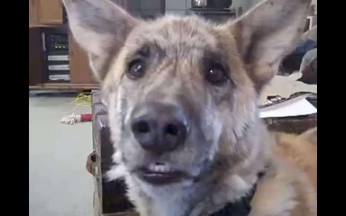 Кадр видео youtube.com/russiananimals