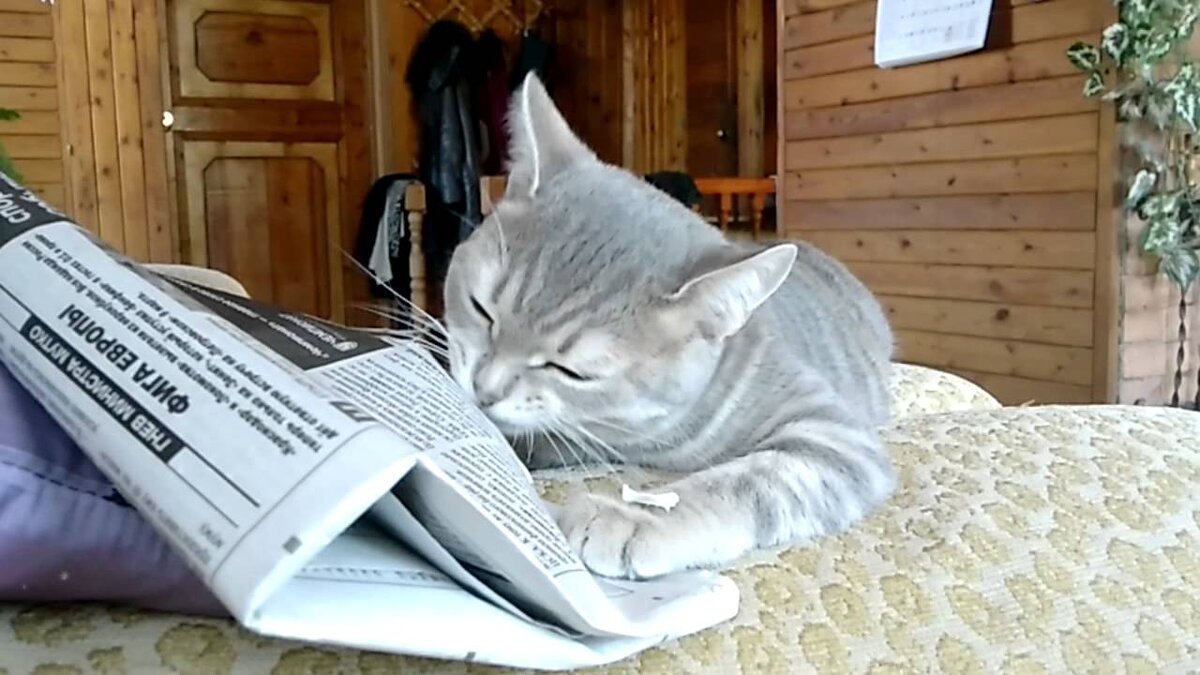 У кота только один источник информации. Он так и не стал успешным трейдером. Не будьте как кот.