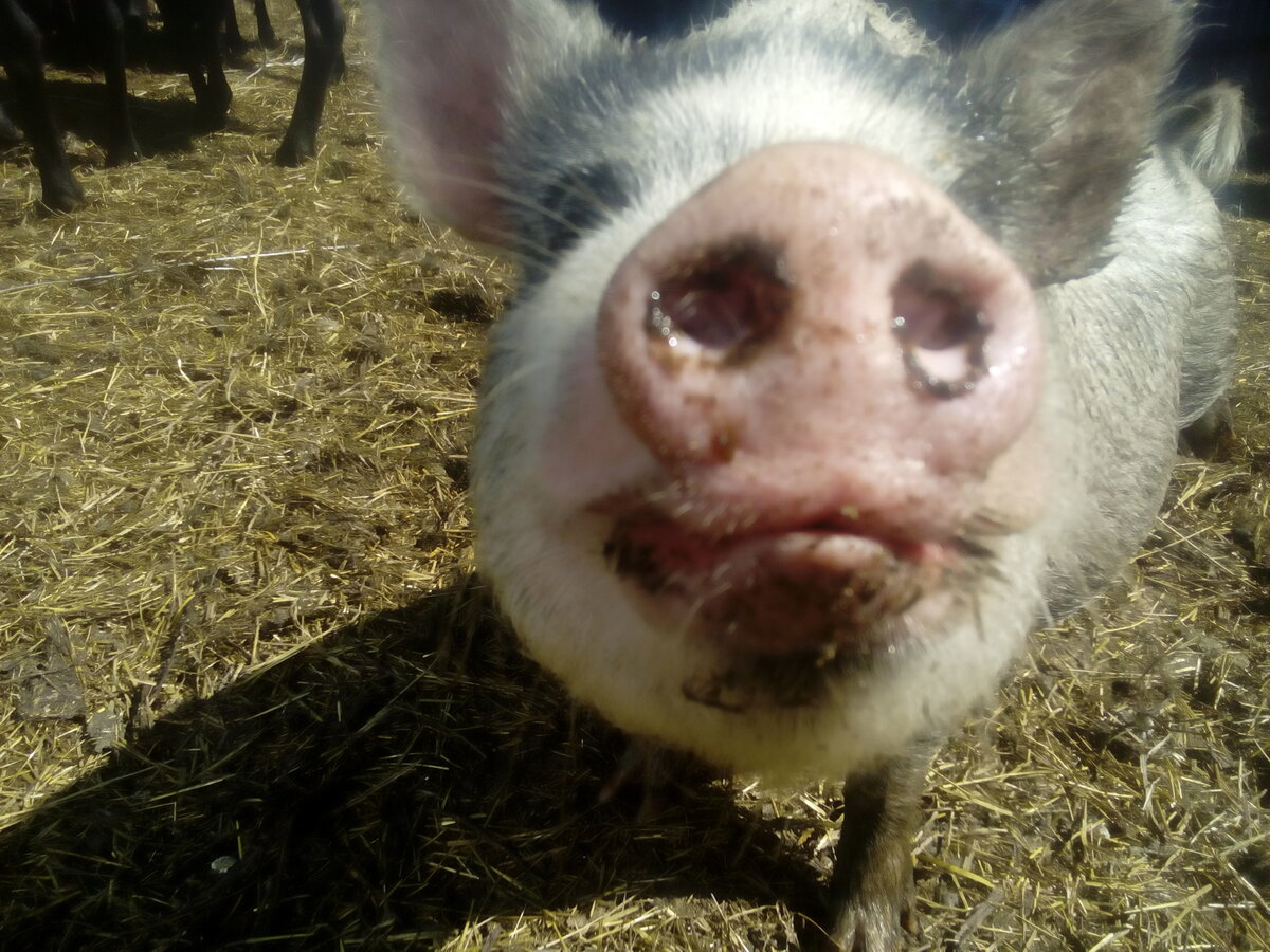 Одна из наших хрюшек согласилась стать аватаром для канала