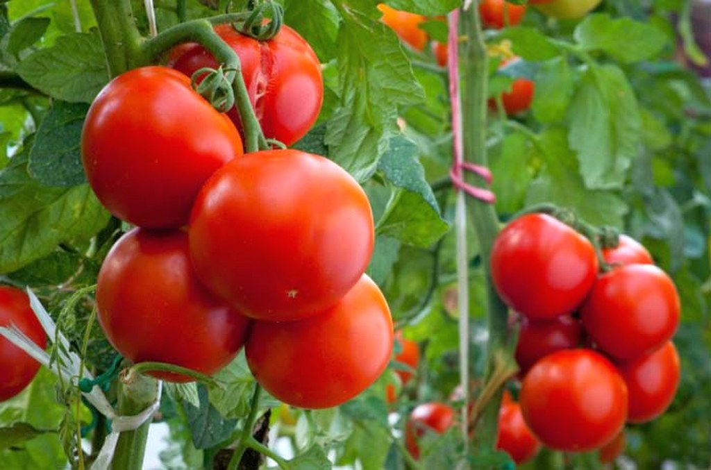 Как разводить селитру для подкормки помидоров