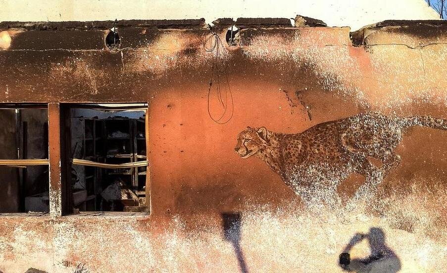 кошка огонь