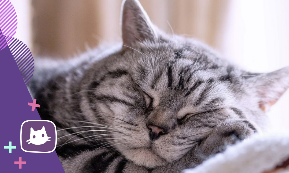 Сухой горячий нос у кошки: что это значит и что делать