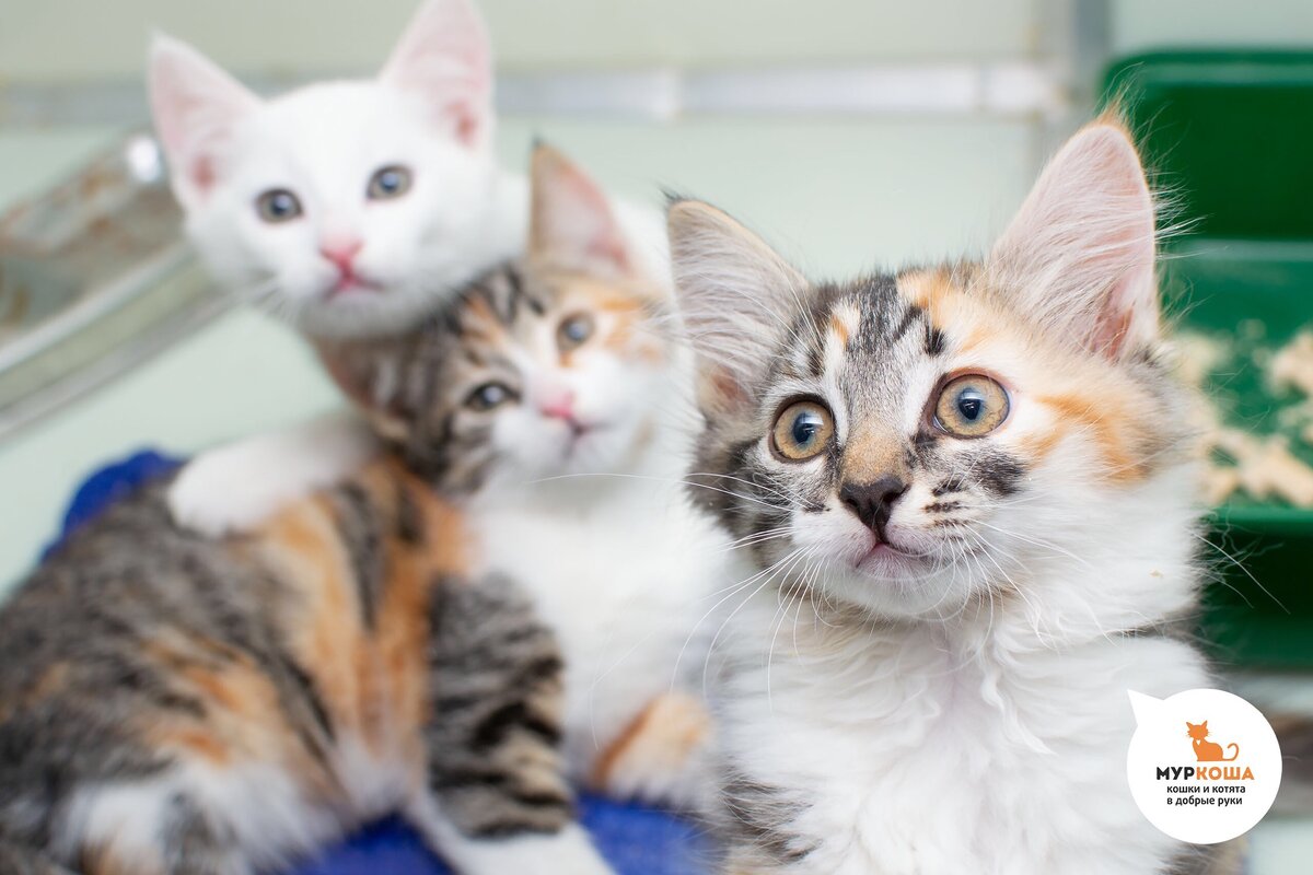 Фортия с сестрёнками