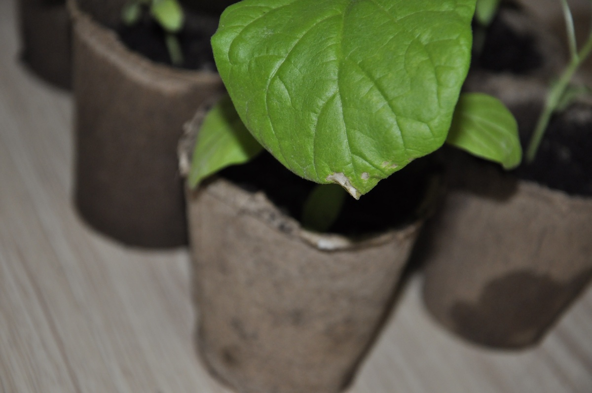 Ожоги от солнца на листьях рассады баклажан