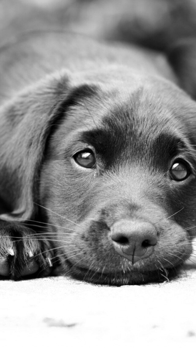 источник https://img3.goodfon.ru/original/640x1136/b/1f/labrador-chb-vzglyad-sobaka.jpg